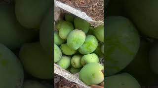 ಮಾವಿನ ಹೆಣ್ಣು😂😂#mango #jimin #nature #asmr #shorts #onepiece #keşfetbeniöneçıkar #shortvideo