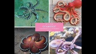 Der unglaubliche Oktopus. Невероятный осьминог. #59секунд