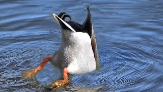 💚BUTTS UP! Dabbling, Dunking Ducks💚