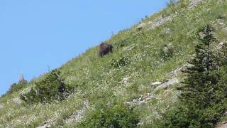 Mama Black Bear near Logan Pass