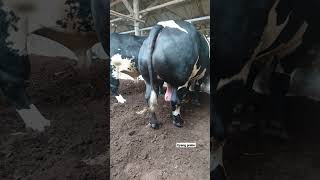 BELGIAN BLUE... SAPI BEROTOT OVER POWER DAN OVERWEIGHT? #peternaksapi