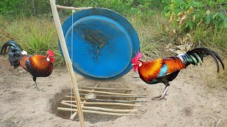 Build Underground Chicken Trap Using Deep Hole & Cover Plastic Bottle