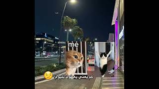 ف ايش حاب تشتغل في المستقبل؟ ✨😀 #cat #اكسبلور #viral  #فلسطين #youtubeshorts #shorts #short #love