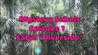 Mystery Sabals - Episode One - Sabal "Riverside"