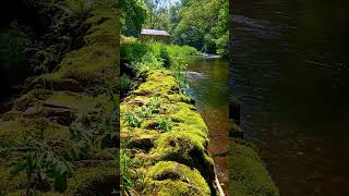 🇪🇸 🌳 Río Sarria (Sarria) #Senderismo #Galicia #España #Shorts