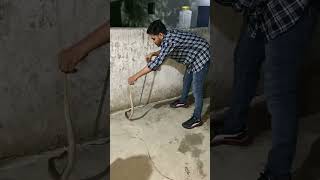 Russell viper snake rescue #sagarsahu #viralreels #newsheadlines #chhattisgarh #reels #trendingnews