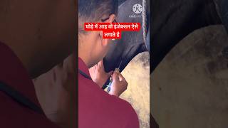 IV injection in Horse #veterinary #veterinarymedicine  Dr Suresh Jangir