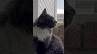 Mad cat meowing #shortvideo #cat #dogememe #funnyanimal #dog #dogchallenge #funnypet #cute