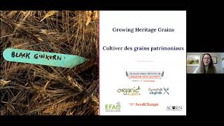 Cultiver des grains patrimoniaux