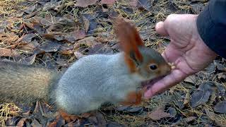 Cute little Squirrel trusts Human | FREE HD VIDEOS | No Copyright | Free HD Stock Footage