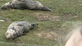 DONNA NOOK LINCOLNSHIRE 2023 4K UHD