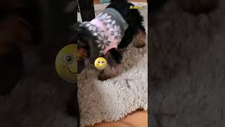 Smartest Yorkie Puppy | May The Shorts Be With You #shorts #puppy #smartpuppy