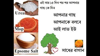 এই সার ১৫ দিন পর পর আপনার গাছ কে দিন