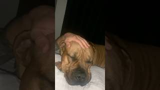 Big Boerboel Sully Comforting Me  #shortsfeed #doglover #viralvideo