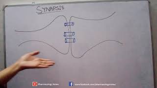 Physiology and Anatomy of Synapses