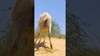 #donkey #animals #jungle #shortvideo