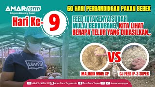 Part #9 | 60 HARI PERBANDINGAN PAKAN BEBEK | Malindo 9905 SP Vs CJ Feed IP-3 Super