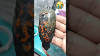 my oscar died 😥😭🐠🐟 #aquariumsetup #fish #youtubeshorts #video #like #viral #india