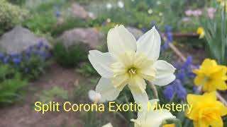 нарцисс Split Corona Exotic Mystery