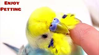 Budgie bonding through petting happiness!#birds #viral #parakeet #parrot #shorts