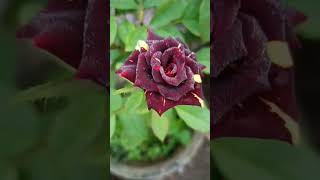 #nature#i love you#song#rose#flowers#status#uditnarayan#ytshorts#alisha chinai#lovesong#music#enjoy