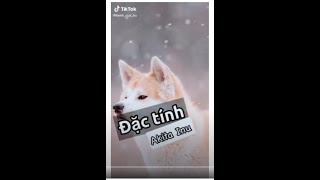 Đặc tính Akita Inu #thucung #thúcưng #pets #golden #chihuahua