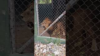 The Lion at Jamaica Zoo🇯🇲