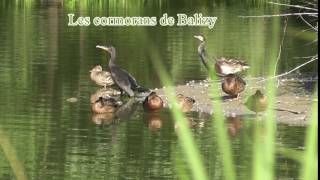 cormorans balizy