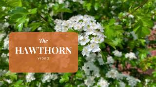 Hawthorn Foraging : Wild Drinks & Fruit Leather