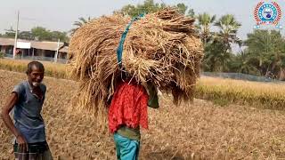 গ্রাম বাংলার অপরূপ সৌন্দর্য | গ্রামীণ কৃষকের মাঠে ধান কাটার দৃশ্য || Beauty of Village in Bangladesh