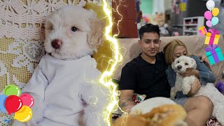 🐶🇸🇻PREPARÁNDONOS PARA EL CUMPLE DE PELUCHITO🤩💝🐶