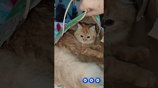 Blink it Se Mangwaya Maine Orange Cat 🐈 #diyaghosh #mia #cat #shortvideos #cathealth #ytshortsindia