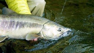 Fishing BC Presents: The Legendary Waters of Campbell River, BC