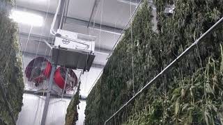 Drying Cannabis at Scale