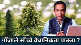 गाँजा खुल्ला हाेला त नेपालमा ? Will Marijuana Open in Nepal ? #marijuanamovement @EverestFaceTV