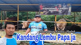 Kandang Lembu Papaja, Kampung Kedai Buloh, Kota Bharu, Kelantan | HISYAM Channel