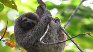 Be more sloth - the world's slowest relaxation and sleep video