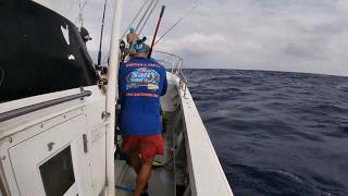 2019 Okinawa 17 Kg Mahi Mahi