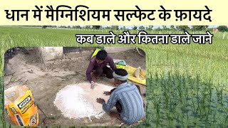 धान में मैग्निशियम सल्फेट के फ़ायदे , कितना डाले और कब डाले जाने | Magnesium Sulphate in paddy crop