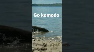 Komodo dragons are eating fish on the beach#animal #wildlife #komodo #trending #viral #shorts