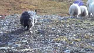 Arctic border collie  2013