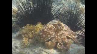 Caribbean Reef Octopus Leinster Bay St. John Virgin Islands 2007