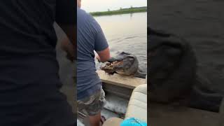 Did the alligator want to take a selfie📸🐊  #shorts  #interestingvideos