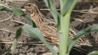 صوت السمان#بٹیر کی خوبصورت بولی| بٹیر کی خوبصورت آواز #quailvoice #quail #common #commonquailsounds