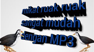 Mikat ruak ruak sangat mudah dengan MP3 @pemikatdesa