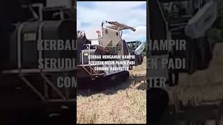 Kerbau Mengamuk Hampir Seruduk Mesin Panen Padi Combine Harvester