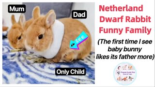 Netherland Dwarf Rabbit Family, Baby Bunny Care, Breeding. Funny Cute Rabbit Video