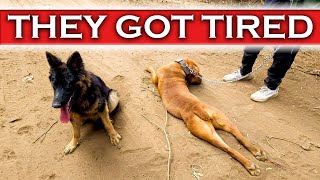 GERMAN SHEPHERD PUPPY TRAINING / SWIMMING DAY TRAINING DOGS BEGINNERS GUIDE / NAIROBI KENYA 2021