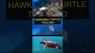 Hawksbill Turtle | Thailand Travel Tips