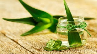 Para Que Sirve La Planta De Aloe Vera 🌹 Sabila Propiedades Y Beneficios